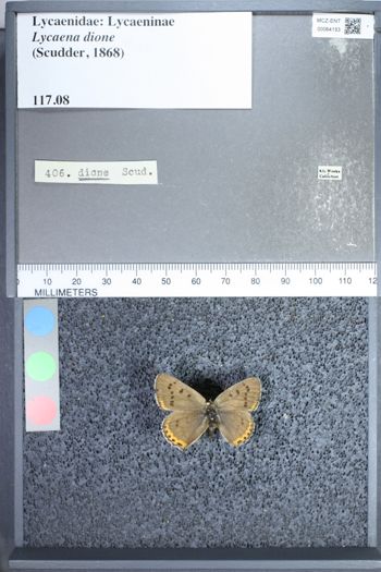 Media type: image;   Entomology 64153